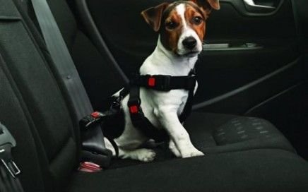 Como llevar a tu mascota en taxi Madrid